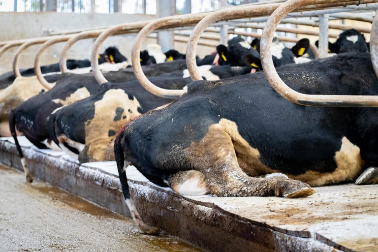 cubicle-cow-beds-sm