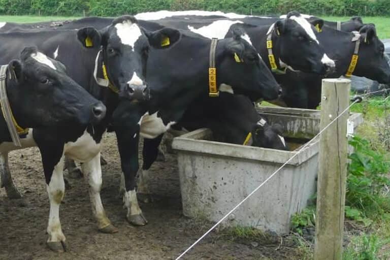 Drinker-product-adv-cows-768 (1)